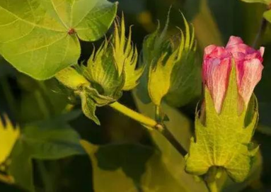 怎樣提高植物根部吸肥效果？施用肥料的4個(gè)技術(shù)